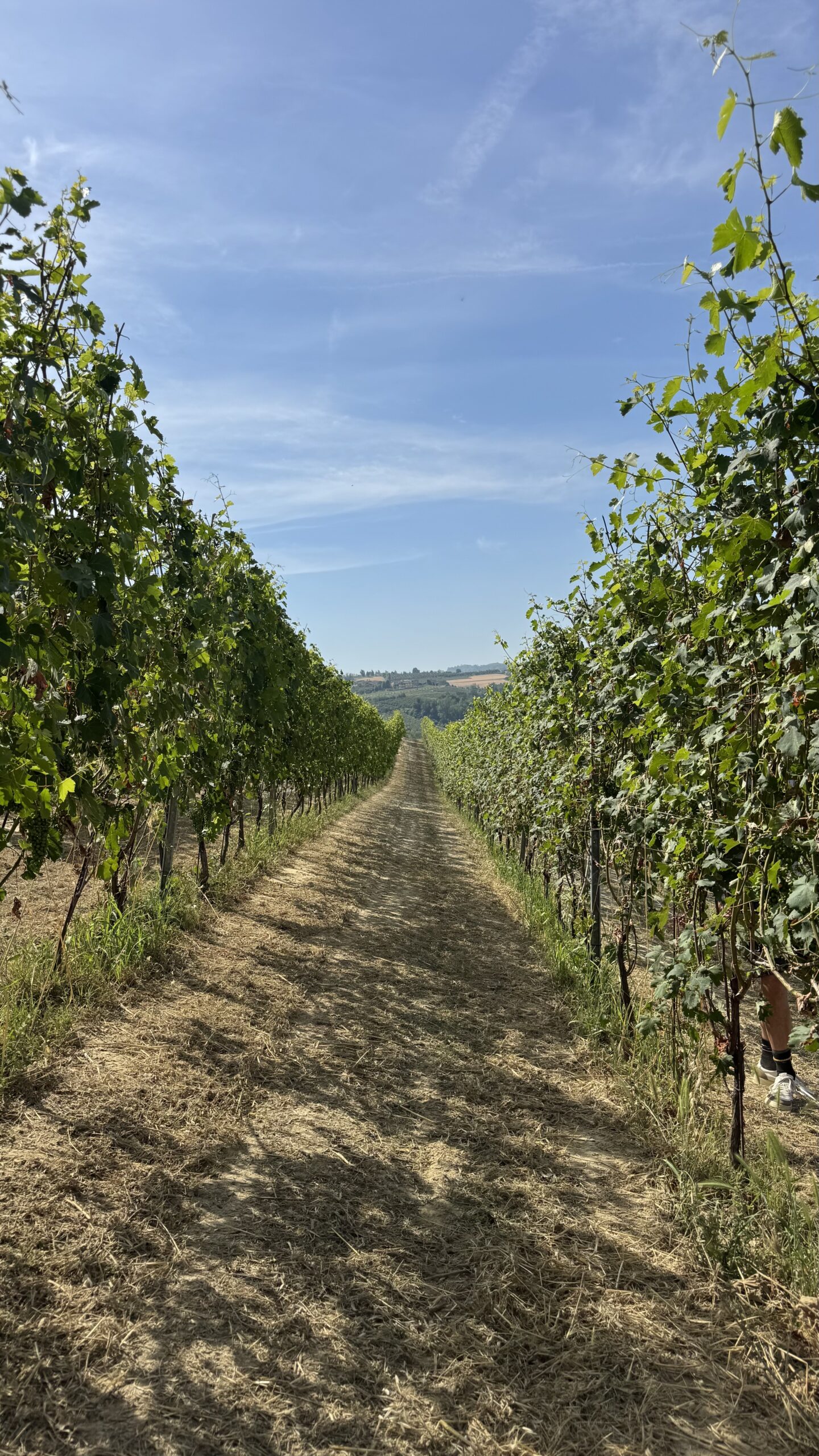 Wine tasting in Lessona during a Biella wine weekend
