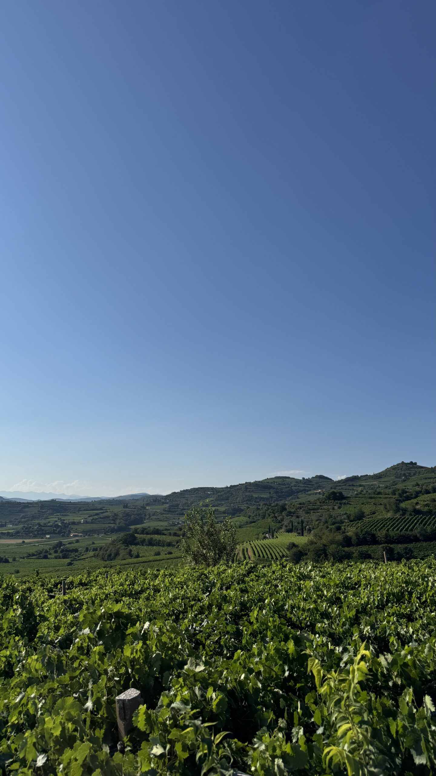 Garganega vineyards in the hills of Soave