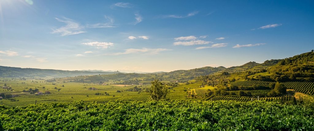 Vineyards and food and wine experiences in Veneto