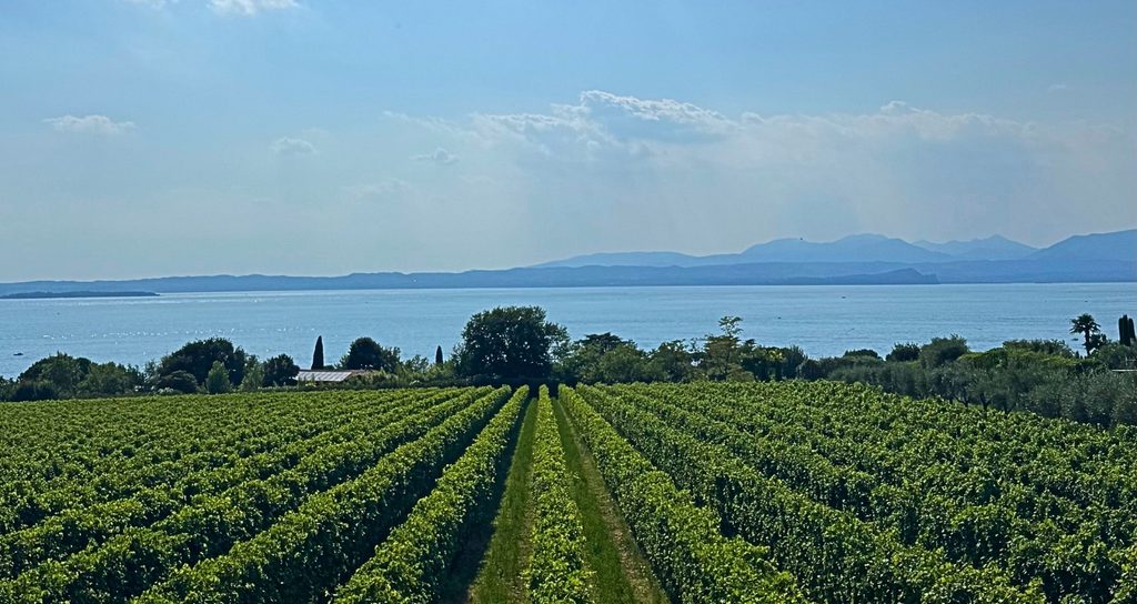 Lake Garda olive oil and wine tour