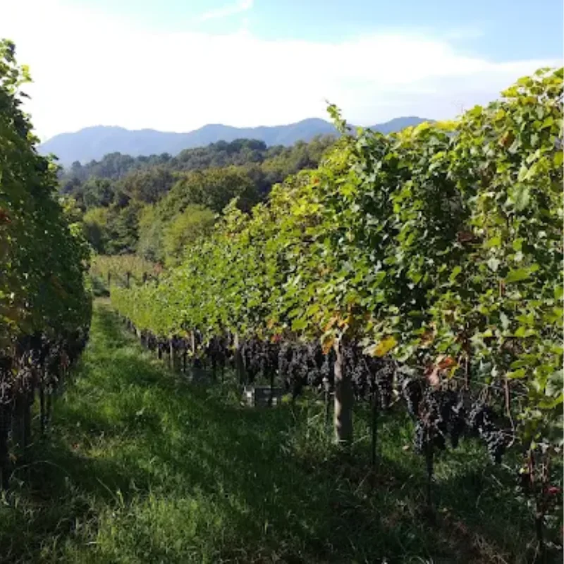 Northern Piedmont wine tasting during the Oropa and Varallo tour