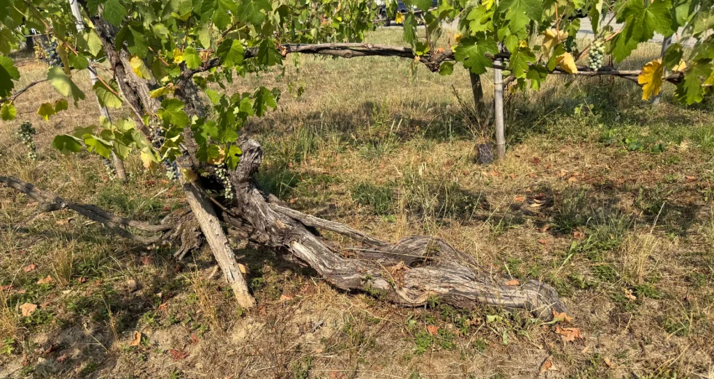 Vineyards of Alto Piemonte beneath Monte Rosa