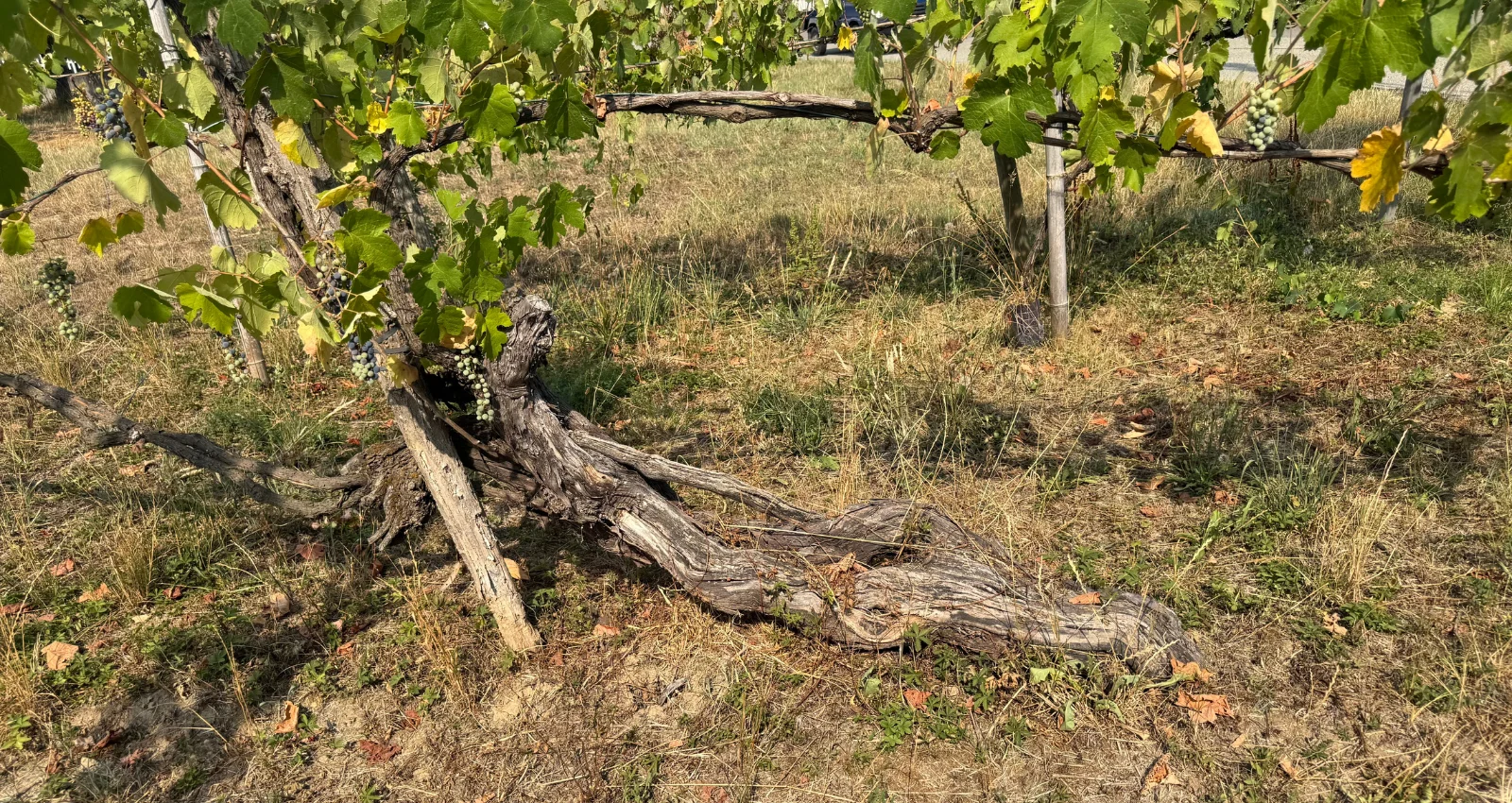 Vineyards of Alto Piemonte beneath Monte Rosa
