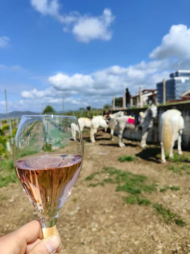 Franciacorta horse riding and wine tasting